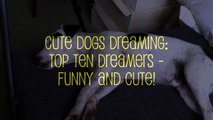 Cute dogs dreaming: Top Ten dogs dreaming compilation - funny and cute!