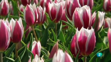 929 burbuja tulipán