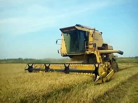 New Holland 8080 rice harvest