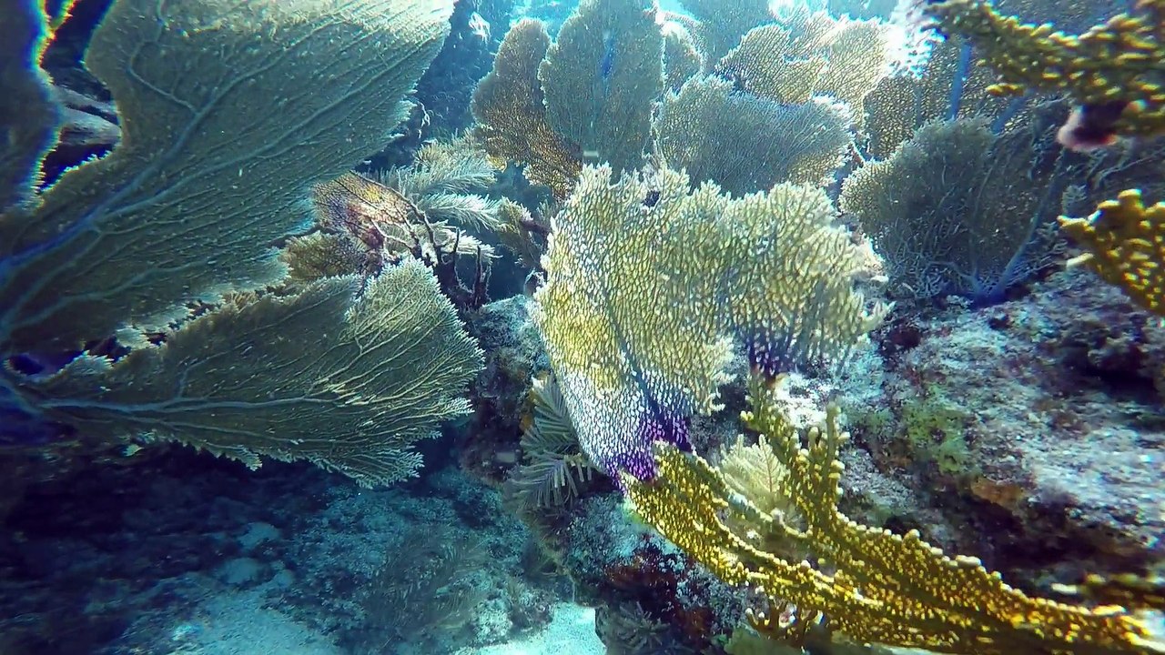 Key Largo 2015
