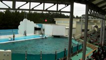 マリンピア日本海（新潟市）　イルカショー Dolphin show