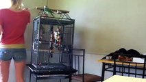 Alexandrine parrot performs tricks