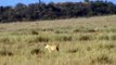 Lioness kills a Zebra.mpg