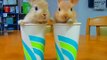 Two Bunnies Two Cups HD