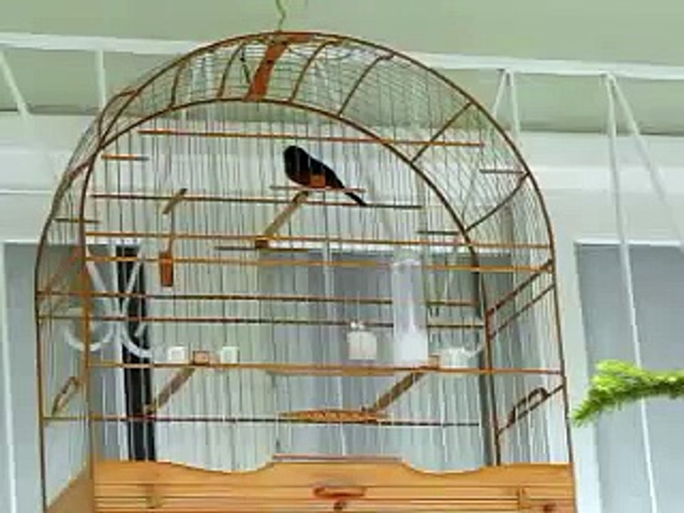 Curió Praia Clássico: Violino - Brusque SC