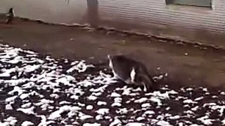 Angry hungry cat hunting on a pigeon