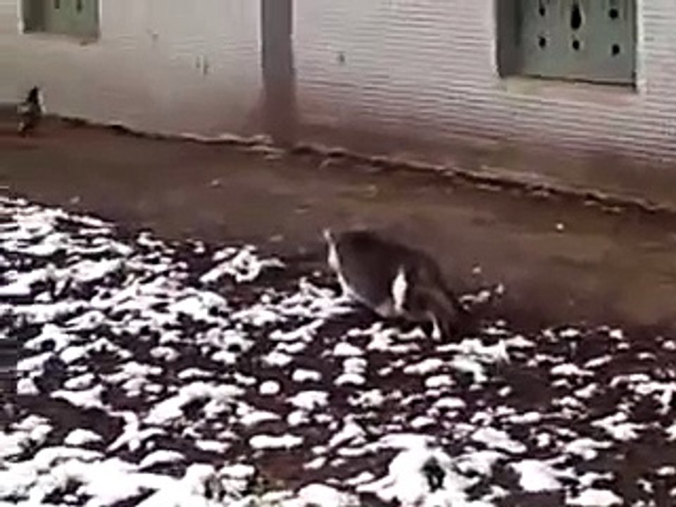 Angry hungry cat hunting on a pigeon