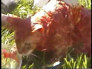 Tigger Sprayed by Skunk