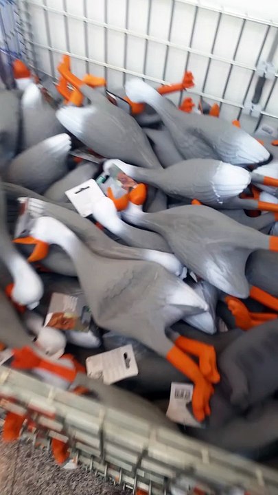 Une armée de canards effrayés