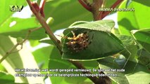 Fauna Flash: de kruisspin - Araneus diadematus