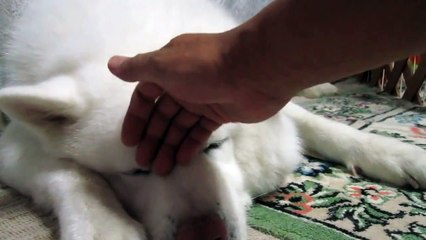 秋田犬怒った後はポクポクしてごまかします【akita dog】