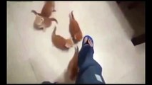 Рыжие скалолазы! Приколы! смешные коты смешные животные! / fun! funny animals! funny cats