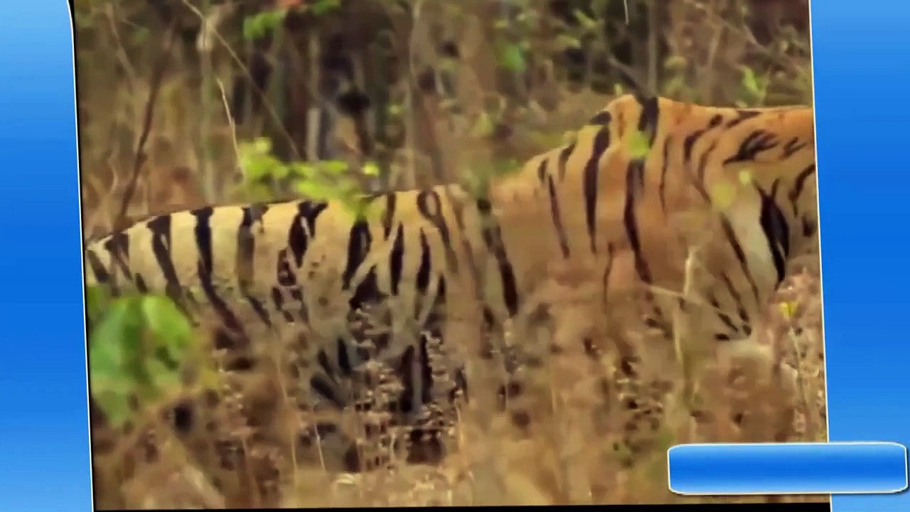 Tiger vs bear fight to the death  wild fight  Amazing Animal 2