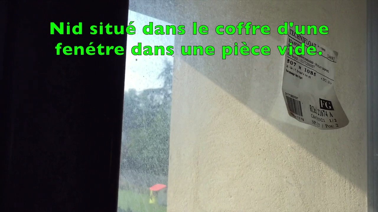 Gros nid de frelons asiatique dans l'eure 2015