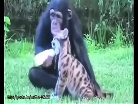 MIGLIORI VIDEO DI ANIMALI DIVERTENTI CHE GIOCANO CON ALTRI ANIMALI DIVERSI (11°PARTE))