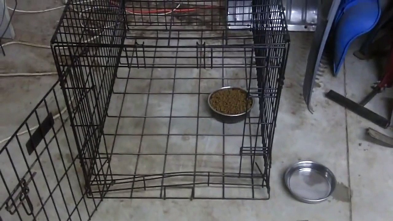 Champ abused dog evaluation first 24 hours part 2