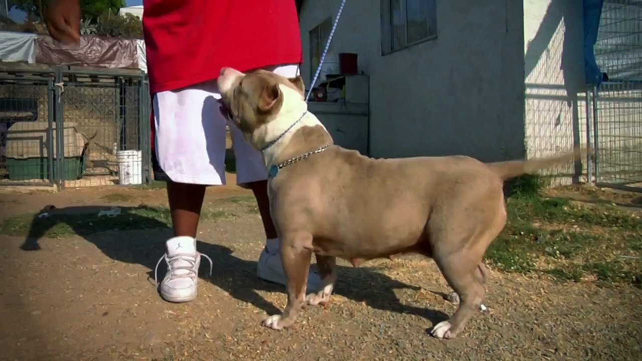 AMERICAN BULLY - HATSFIELD'S SUPER NOVA