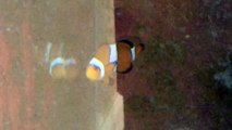 Nemo (Finding Nemo)
