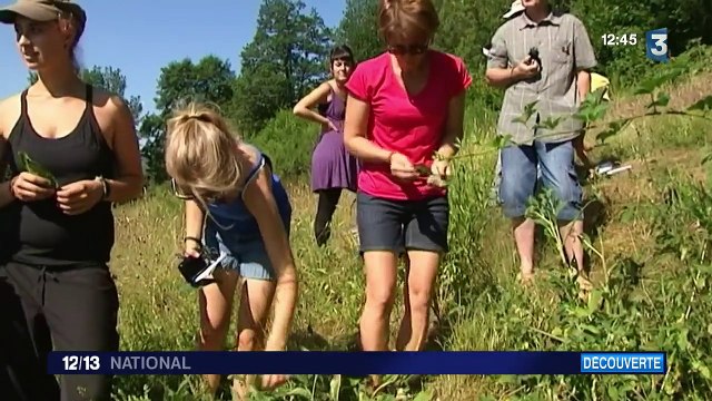 À la découverte des plantes comestibles