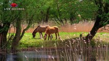 Eating Horse Sound (Educational Animal Sound Effects)