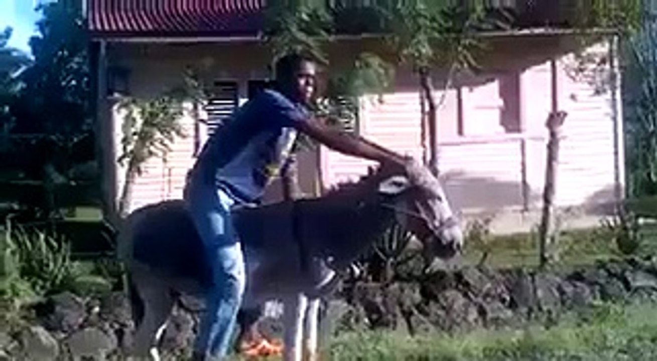 Riding a donkey like a boss!