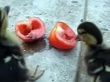 ducklings  training  אילוף ברוזים
