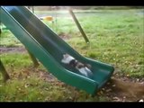 Funny Animals | BEST OF APRIL - MAY - JUN 2014 | gifs with sound compilation GWS4ALL