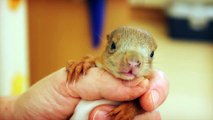 Kleines schläfriges Eichhörnchen Baby wird gefüttert