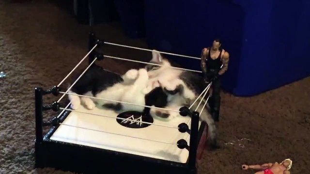 Chatons font du catch sur un mini ring