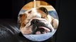 We all Love Bulldogs  - English Bulldog Funny Compilation