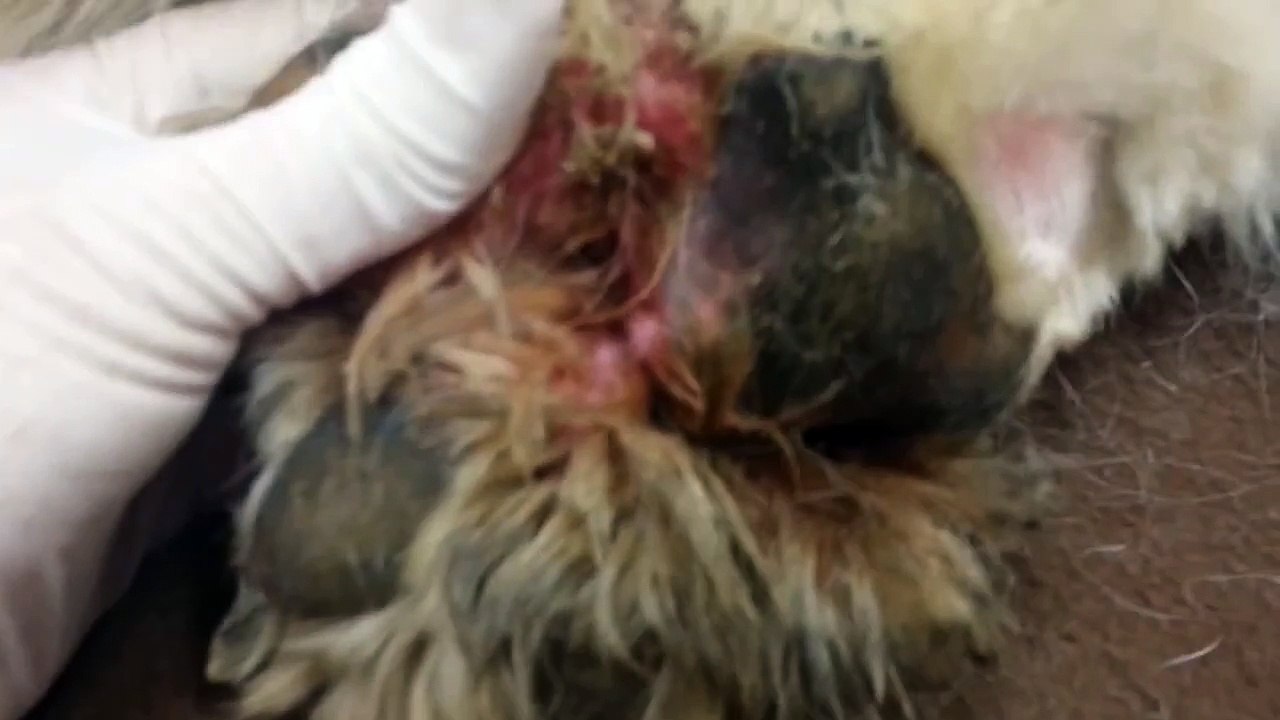 Dog with Maggot Infested Paw