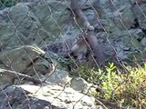 Snow Leopard spraying/marking territory