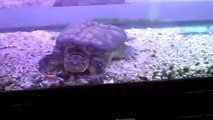 Large Common Snapping Turtle