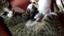 Mother Cat Feeding her kitten