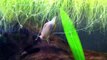 Pond Snails Are Awesome!