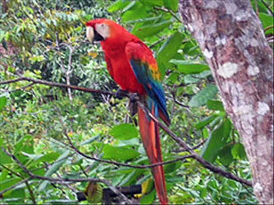 flora y fauna peruana