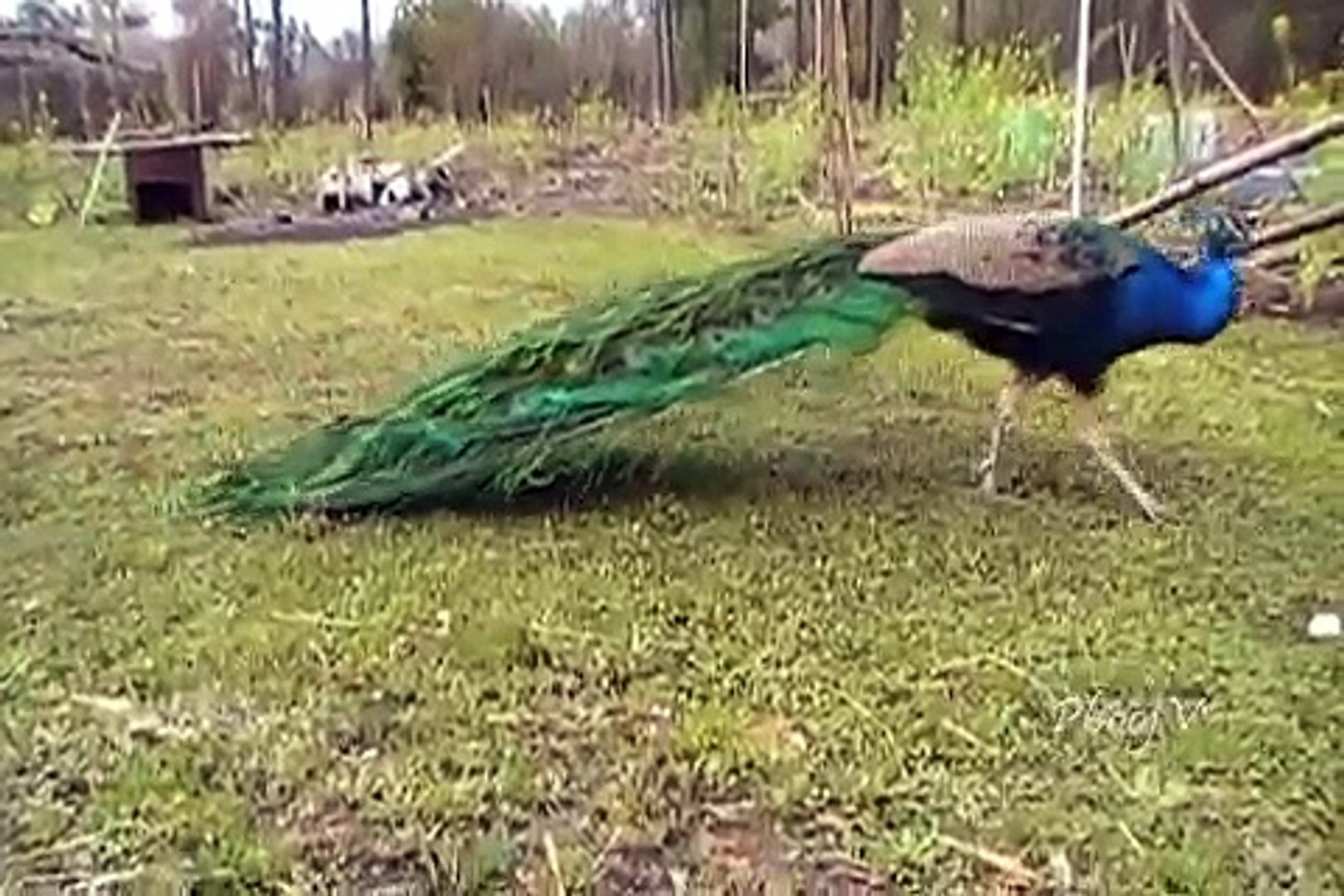 Helicopter Scared Peacock