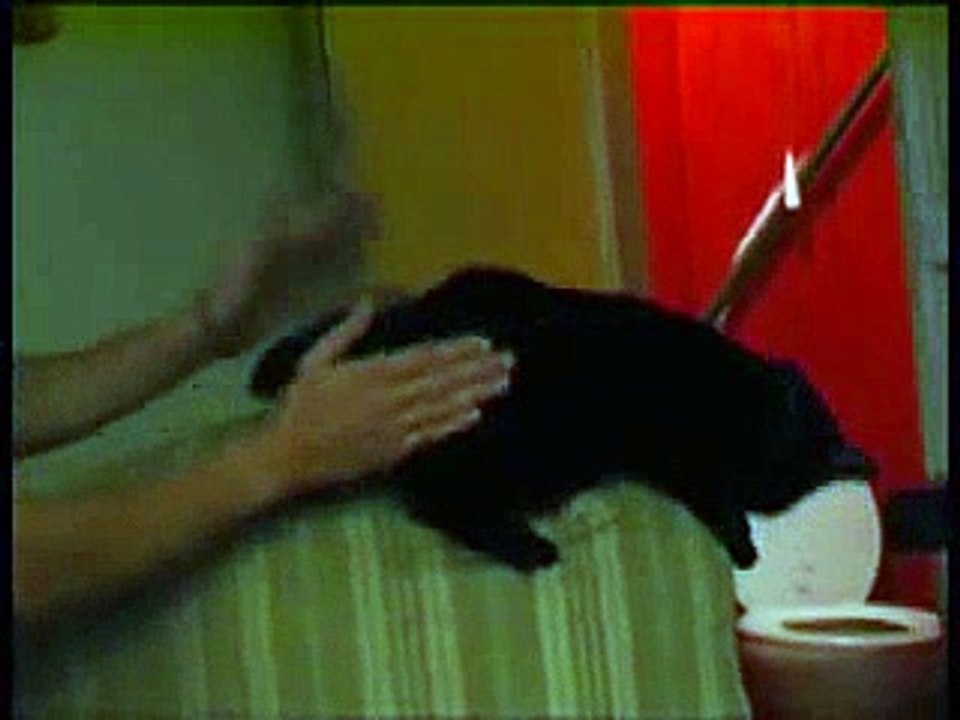 Spanking the (french) Cat