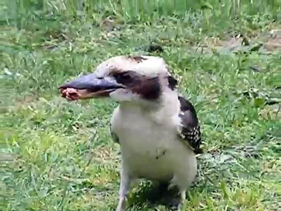 Kookaburra