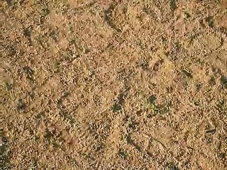 enzo the super dog's super jumps