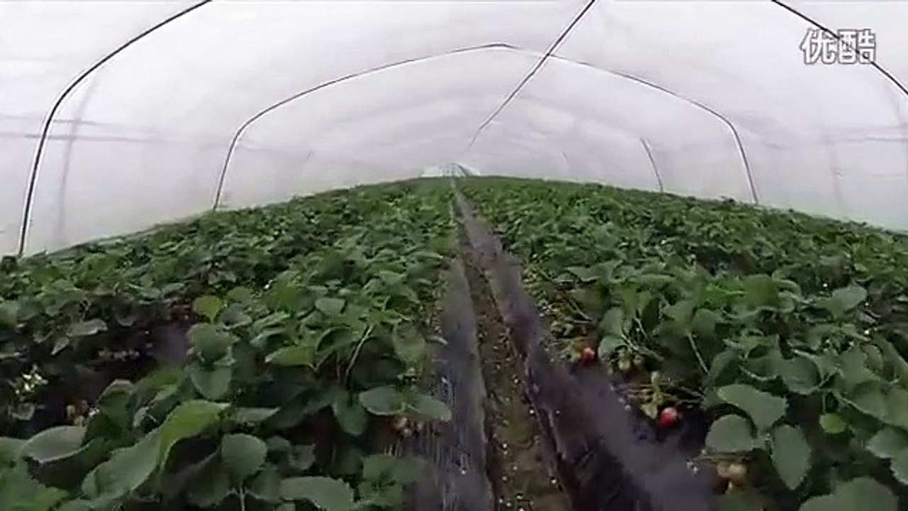 Ферма по выращиванию клубники в Hefei Changfeng. FPV полет над теплицами и внутри теплиц.