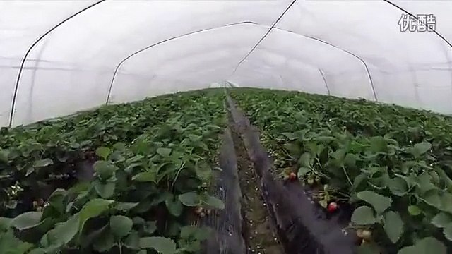 Ферма по выращиванию клубники в Hefei Changfeng. FPV полет над теплицами и внутри теплиц.