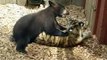 Tiger and Bear battle