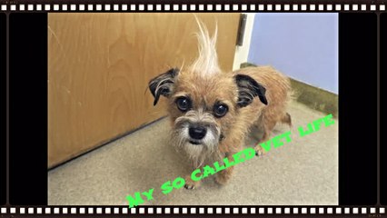 How to move on after the death of a pet; walking memory lane