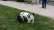 English Bulldog, Rocco, in his Eddie's Wheels front wheel cart
