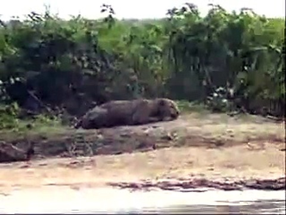 Jaguar attack on Capybara