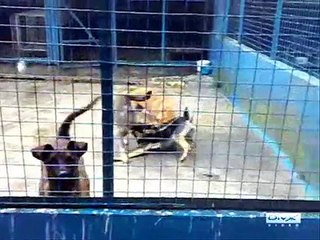 Stop Animal Abuse