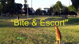 Sit Means Sit Dog Training in Los Angeles