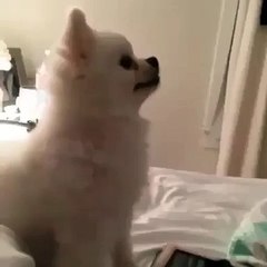 Cutest Animals Aw the cutest!