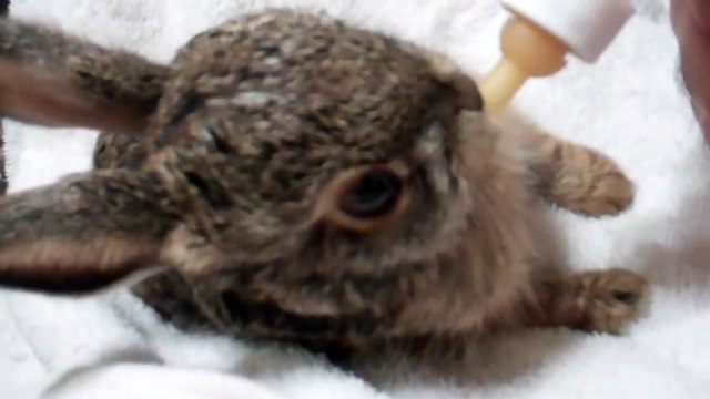 feeding bunny the baby bunny rabbit nom nom nom nom